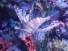 -暹罗海洋世界