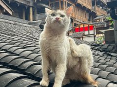 -重庆十八梯传统风貌区