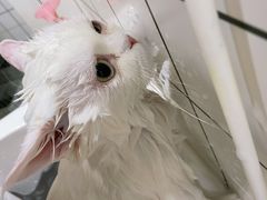 -猫力发电所·宠物专门店