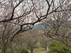 -香雪海