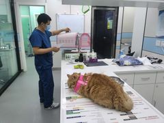 -中农国际动物医院24小时·猫科·骨科·急重症中心