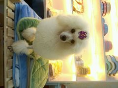 android_upload_pic-小呆的宠物店·宠物售卖·宠物寄养(城西店)