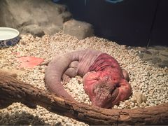 -上海大自然野生昆虫馆