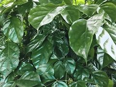 -慢丽江·云南野生菌土鸡锅(西山店)
