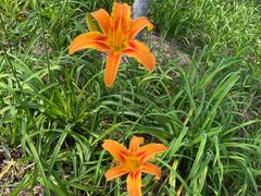 -大兴滨河森林公园