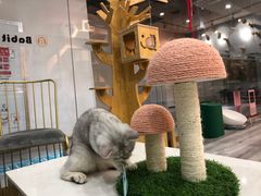 -BABIT巴比特宠物(MOMOPARK店)