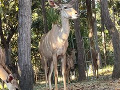 -清迈夜间动物园