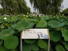 -白洋淀景区