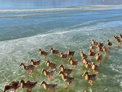 -野鸭湖国家湿地公园