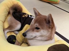 -逗柴咖啡屋·狗咖猫咖宠物桌游