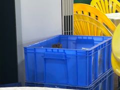 -一煲鸽