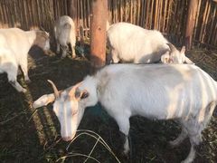 -明珠湖天鹅苑·农家菜馆