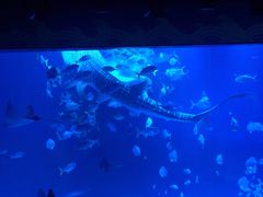 -烟台海昌鲸鲨海洋公园