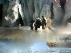 -帝企鹅自助餐厅•儿童岛•真企鹅(长隆企鹅酒店)