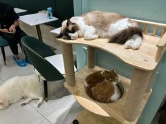 -安格丽娜·狗咖·猫咖羊驼咖(春熙路百盛商场店)