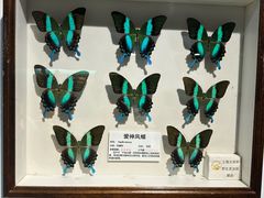 -上海大自然野生昆虫馆(东方明珠·爬宠昆虫探索中心)
