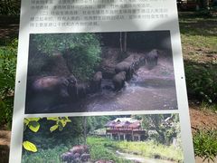 -野象谷景区