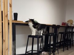-柴迷FANS CLUB·柴犬狗咖·猫咖