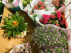 -循礼门鲜花花市(武汉循礼门店)