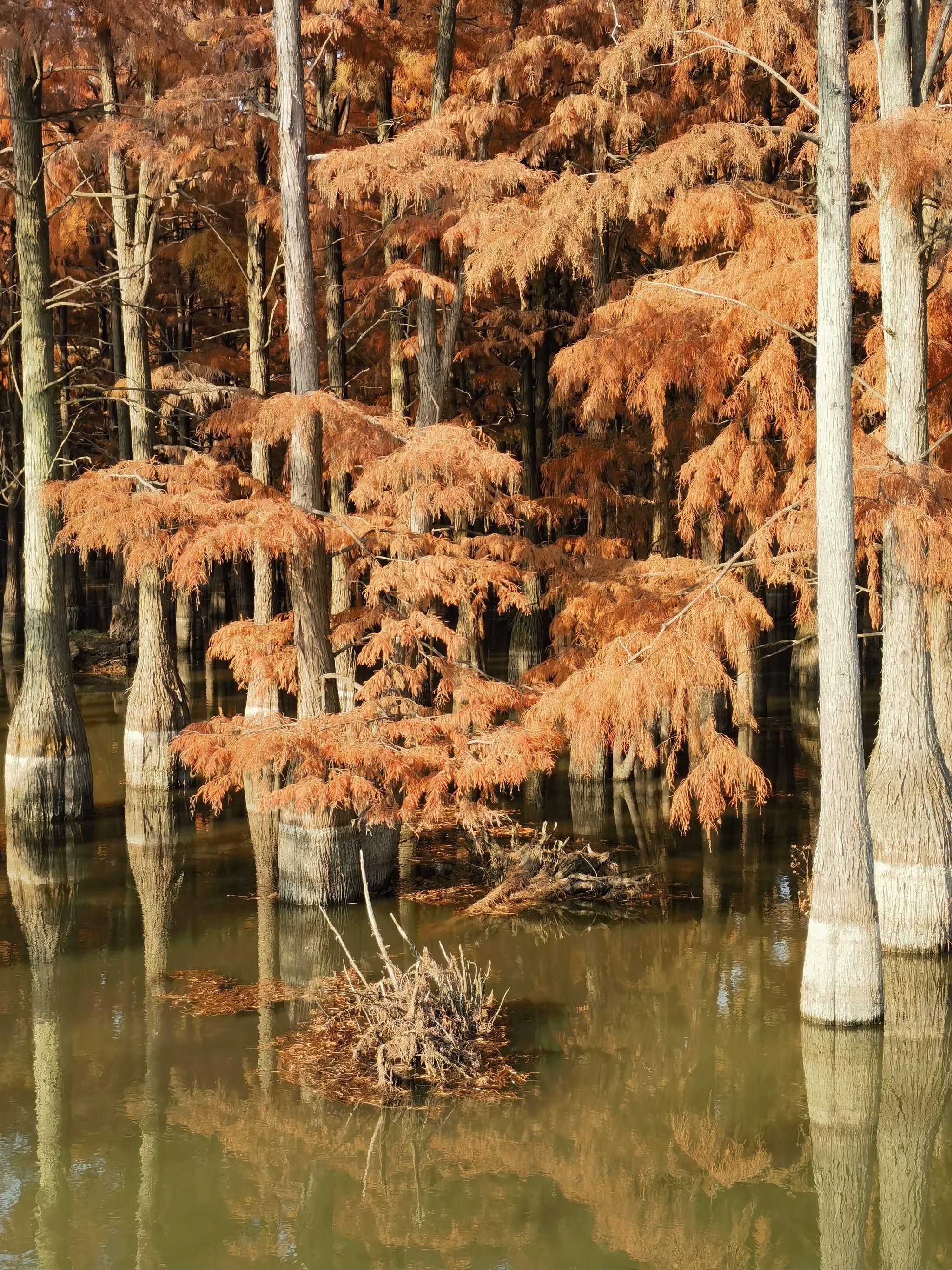 初冬水杉,摄影天堂
