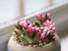 -双季花艺园艺市场(浦东店)