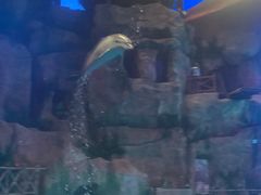 -芜湖新华联大白鲸海洋公园