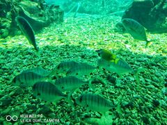 -海棠湾洲际-涛·海底餐厅·美人鱼·自助餐·海底隧道