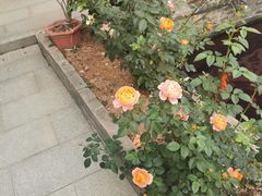-顺德了能馆(虎门店)