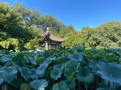 -莲湖公园