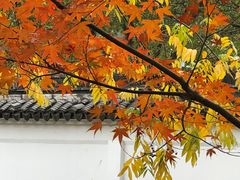 -秋霞圃