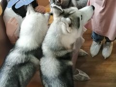 -Husky Go! 哈士奇体验馆·宠物咖啡厅狗咖