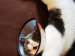 -瑞鹏宠物医院·猫科·宠保定点(梅溪湖分院)