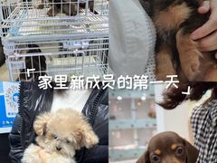 -萌宠之家·腊肠犬·马尔泰·小体犬舍