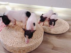 -浣熊柯尔鸭土拨鼠·电玩咖