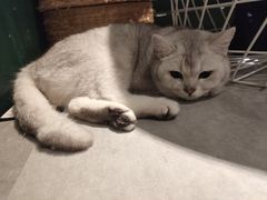-猫儿山۰猫主题餐厅