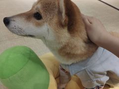 -逗柴咖啡屋·狗咖猫咖宠物桌游