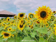 -上海杨姆庄园