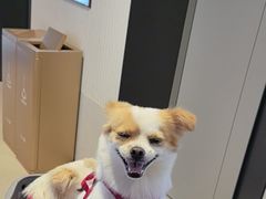 -帕帕拉兹宠物(亚洲旗舰店)