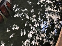 景点-南宫五洲植物乐园