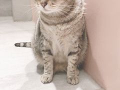-猫儿山۰猫主题餐厅