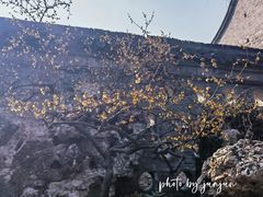 -个园