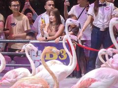 -广州长隆国际大马戏