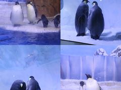 -海合安成都极地海洋公园