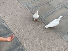 -天津妈祖文化园