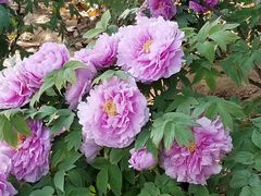 -洛阳市隋唐城遗址植物园