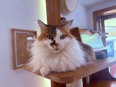 -是阿柴呀！柴犬咖啡·爱喵喵猫咖