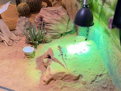 -正佳雨林生态植物园