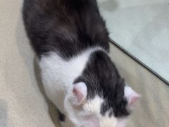 -藏猫猫咖啡主题馆(中央大道店)