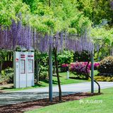 紫藤廊下的星巴克