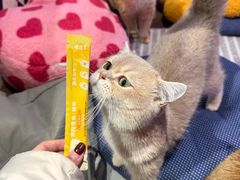 -大型宠物商超·宠海王国·宠物猫狗活体·用品·美容(新世界百货重庆店)